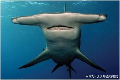 成年锤头鲨几米大