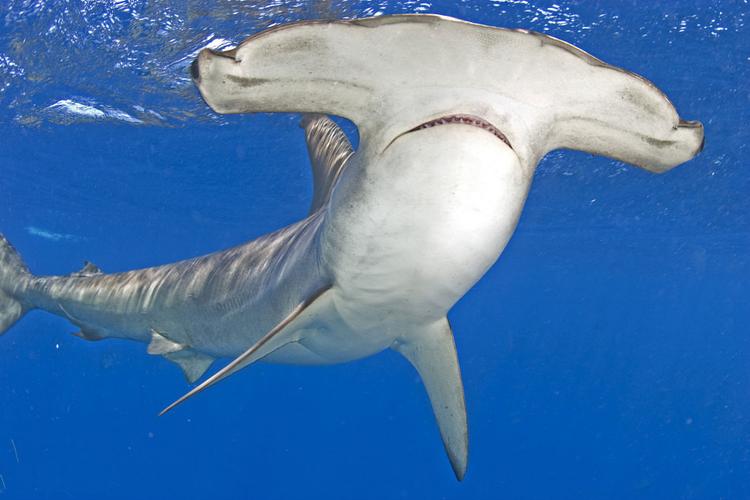 锤头鲨是凶猛的还是温顺的