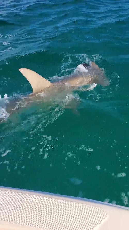 锤头鲨杀飞鱼视频