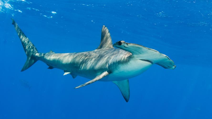 锤头鲨鲨的图片