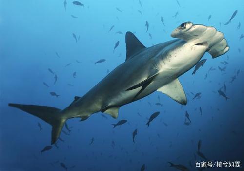 保护锤头鲨的图片的相关图片