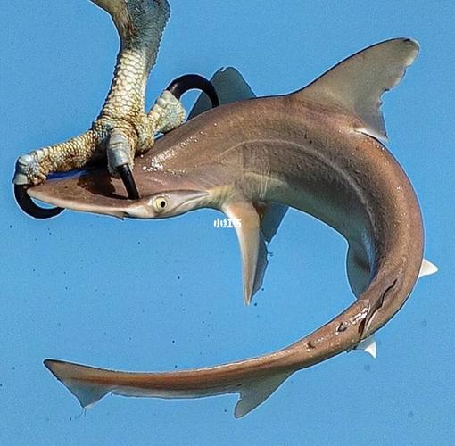 野外抓到的锤头鲨可以养吗的相关图片