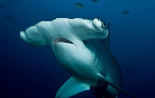 锤头鲨与锤头鲸的相关图片
