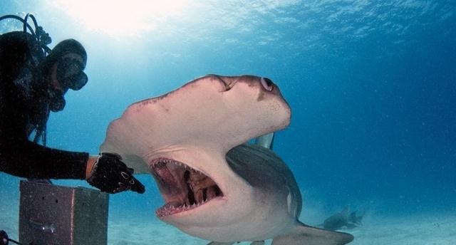 锤头鲨可潜水多少米的相关图片